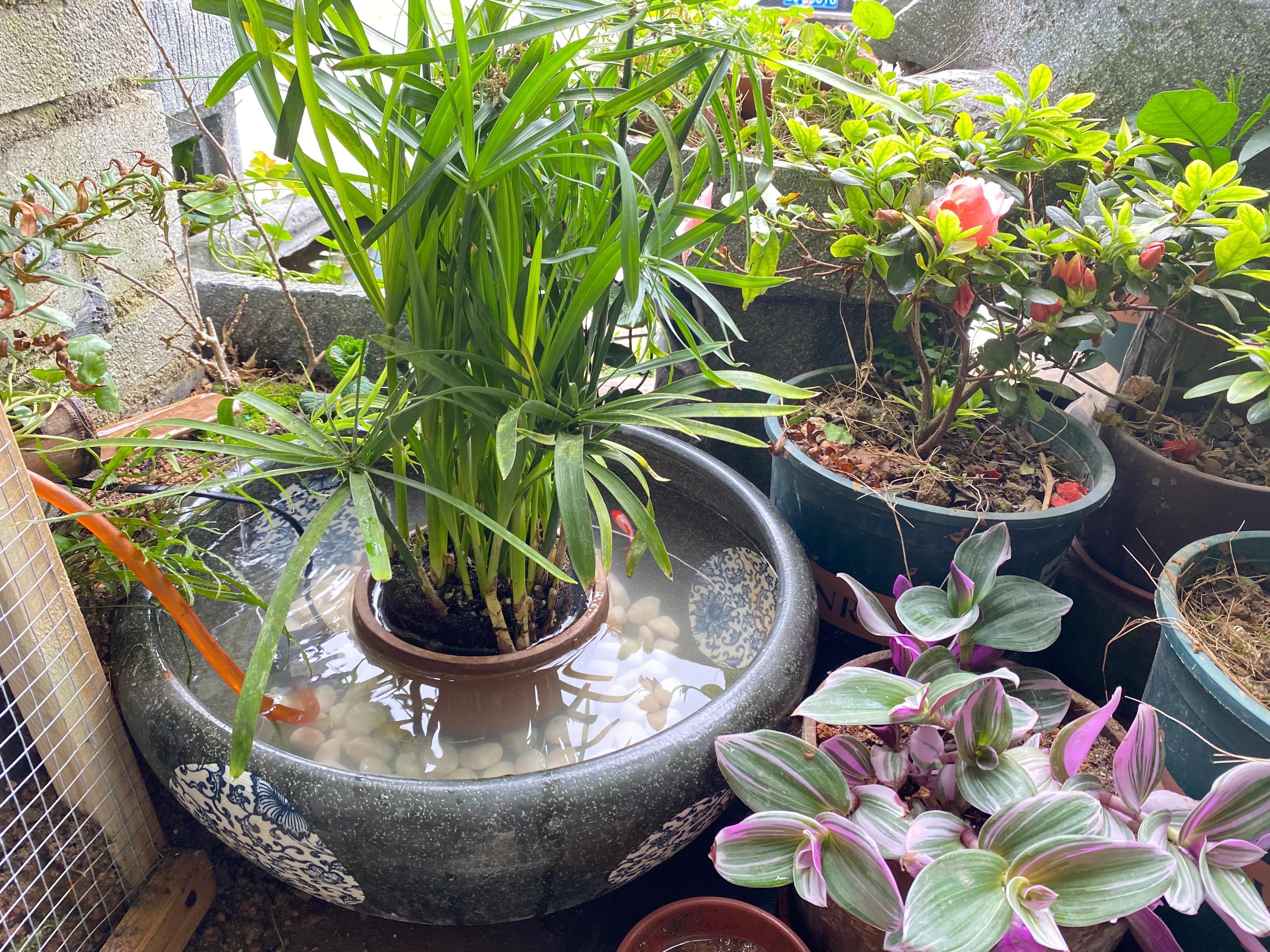 這幾種植物最適合水養(yǎng)，生態(tài)養(yǎng)魚必備！充分凈化水質(zhì)改善魚缸環(huán)境
