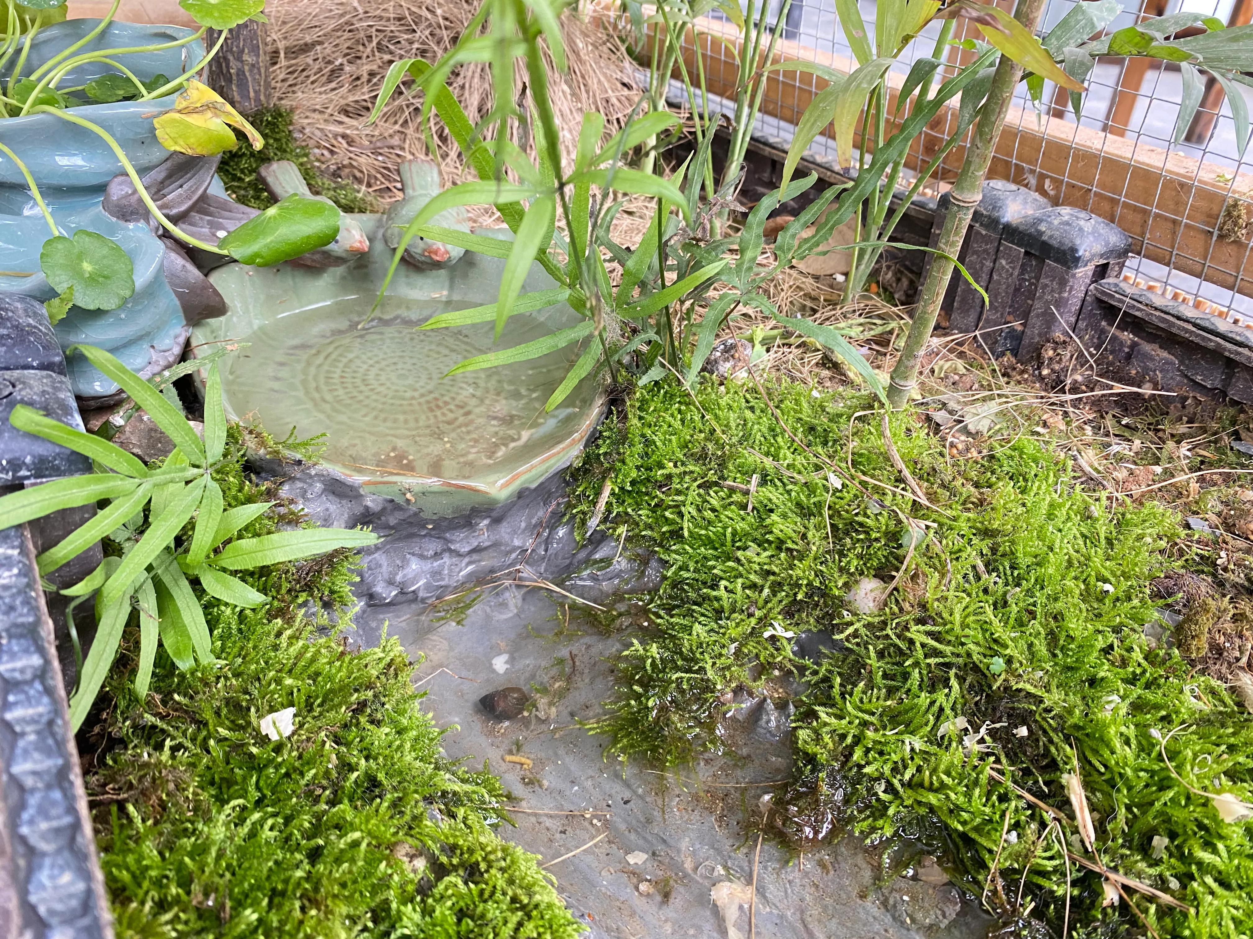 這幾種植物最適合水養(yǎng)，生態(tài)養(yǎng)魚必備！充分凈化水質(zhì)改善魚缸環(huán)境